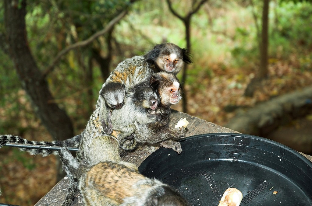 Cipo Mormoset-05.jpg - Tufted-ear Marmoset (Clitoris jacchus), Brazil 2005